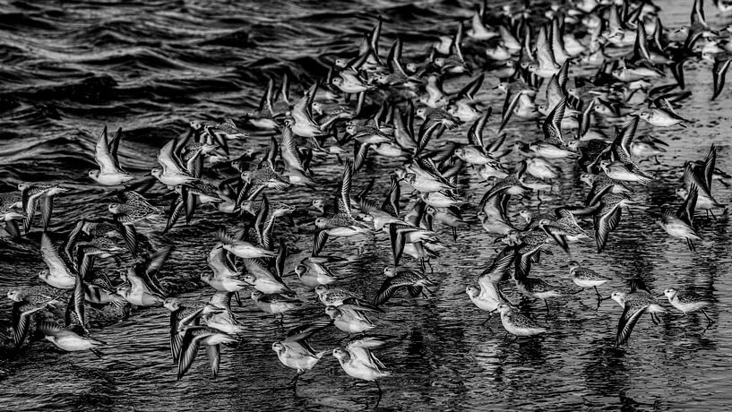 Vögel von Dirk van Egmond