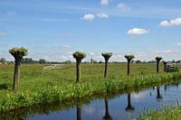 nederlands polderlandschap in de Krimpenerwaard