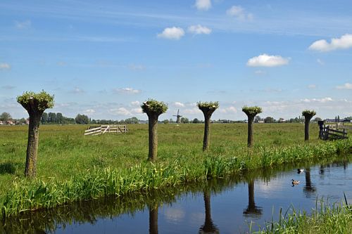 dutch polder landscape in the Krimpenerwaard region