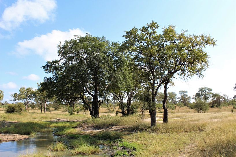Bomen in Zuid-Afrika van Britney Suoss