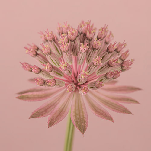 The simplicity of a pink Zeeland button – pink on pink – tone-on-tone