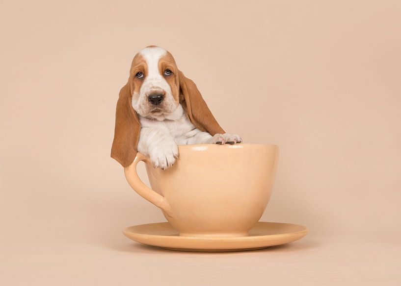 Cup of basset van Elles Rijsdijk