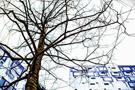 Der mächtige Baum im Utrecht Science Park und Johannas Wolken von André Blom Fotografie Utrecht