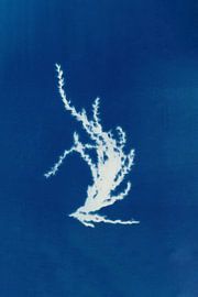 Cyanotype - Myscanthus #2 - dried flower Art Print by Studio Peep Up