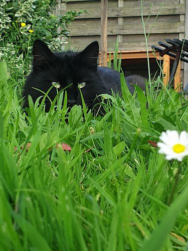 zwarte kat uit het groene gras