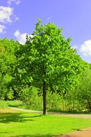 Zomer, zon en groen rondom de Kralingse Plas