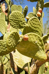 Cactus Garden, Henderson