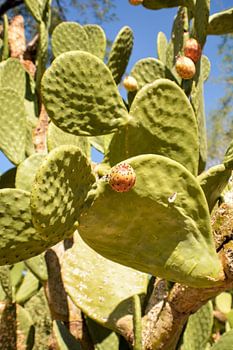 Cactus Garden, Henderson