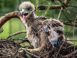 Jonge Woestijnbuizerd van Loek Lobel