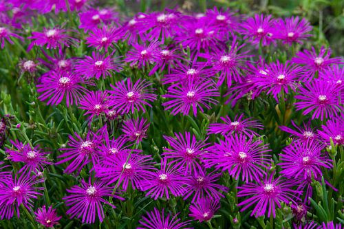 Fleurs violettes en forme d'étoile