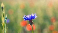 Cornflower between poppies by Jacky Keeris thumbnail