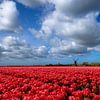 Champ de tulipes avec moulin à bascule près d'Obdam/Spierdijk sur René Groeneveld