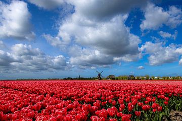 Tulpenveld met Wipmolen bij Obdam/Spierdijk van René Groeneveld