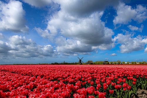 Tulip field with seesaw mill near Obdam/Spierdijk