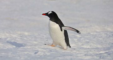 Penguin Antarctica by G. van Dijk