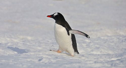 Pingouin de l'Antarctique