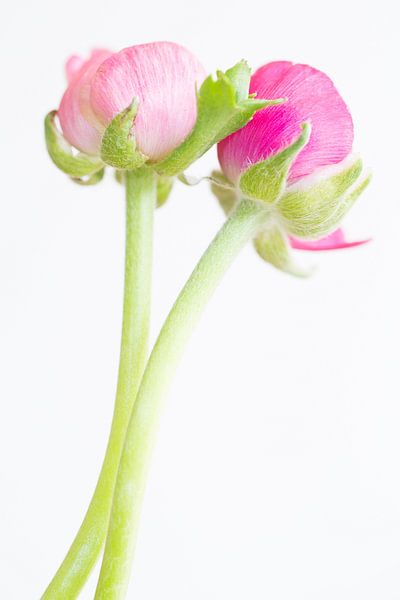 Pink ranunculus by Judith Borremans