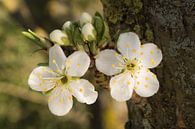 Bloesem 05 by Moetwil en van Dijk - Fotografie thumbnail