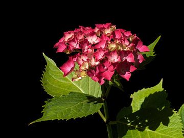 Hydrangea by Mario de Lijser