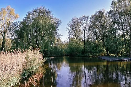 Beautiful nature photo in the forest with beautiful view over the water