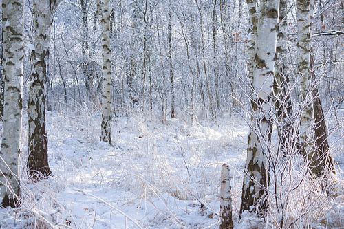 Winterlandschap met berken bedekt met sneeuw en vorst