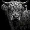 Zwart wit Schotse hooglander portret met sterke textuur en diepe contrasten van But First Framing