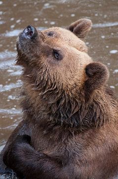 Brown Bear : Ouwehands Dierenpark by Loek Lobel