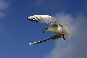 Mouette à tête noire