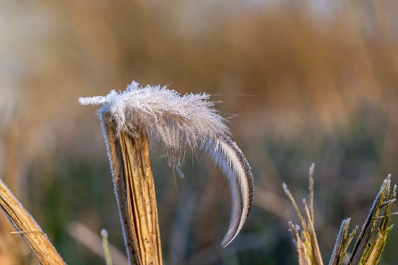 Het donzige veertje in de vorst. van Els Oomis