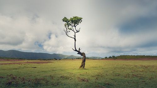 Een boom uit duizenden van Raynaud Ritsma