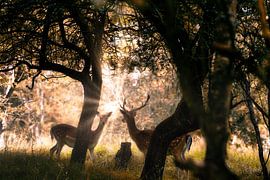 Deer in the woods by Marcel Kieffer