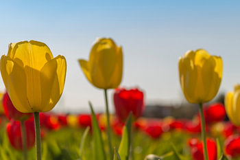 Tulpen