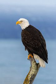 Weißkopf Seeadler