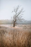 De natuur draagt altijd de kleuren van de geest.