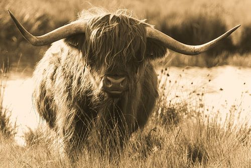 Schottischer Highlander