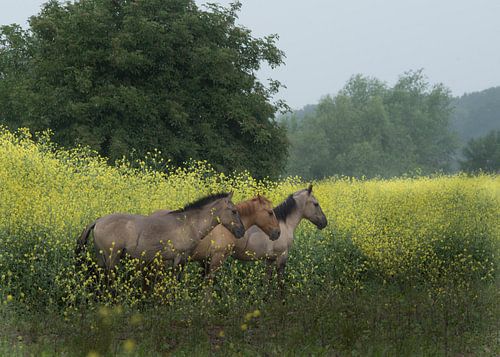 Utrechtse Heuvelrug-wilde paarden bij Palmerswaard 02