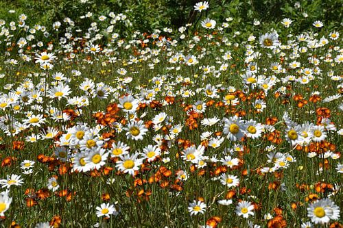 Een veld in bloei in de zomer