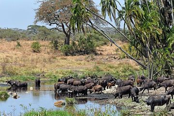 African Wildlife: Kaapse buffels bij waterpoel in de Serengeti (Tanzania) van Rini Kools