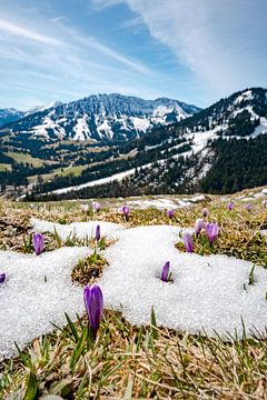 Frühlingsgefühle mit Krokussen und dem Blick auf das Oberjoch von Leo Schindzielorz