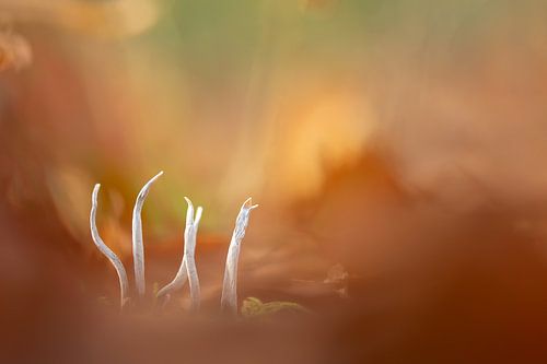 Girouette sur Aukje Ploeg