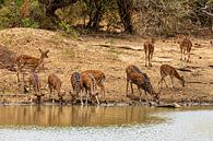 Axis deer at the waterhole by Roland Brack thumbnail
