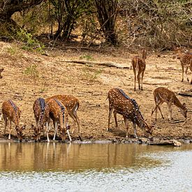 Axis deer at the waterhole by Roland Brack