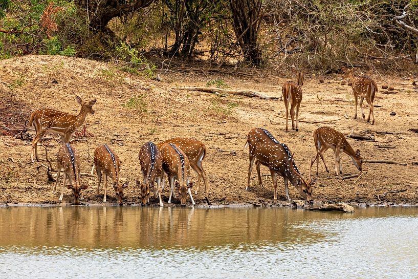 Axis deer at the waterhole by Roland Brack
