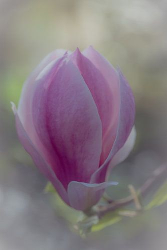 Magnolia bloesem nostalgisch van Naturdetail Fotografie