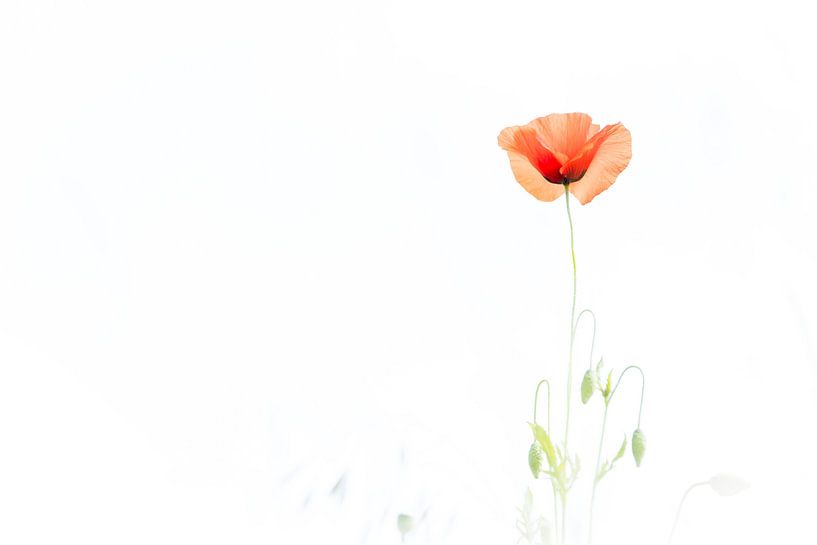 Mohn in Weiß von Pauline Rote
