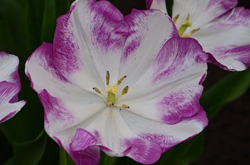 Big Whitepurple Tulip von Marcel van Duinen