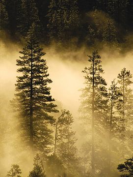 Mist en zonnestralen in Yosemite van Ricardo Bouman
