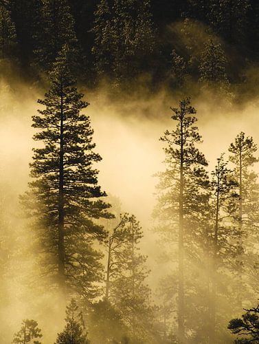 Mist en sunrays in Yosemite