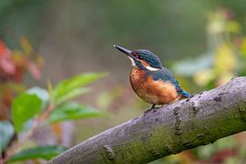 Alcedo atthis / Eisvogel von Martin de Bock