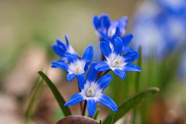 blauwe bloesems van de bluestar. Vroege bloeier